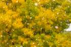USA, New Mexico. Falling snow and autumn leaves on trees. Art Print